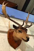 TAXIDERMY: a wall mounted Stag/ Fallow Buck trophy with 6 points, good size on wooden shield