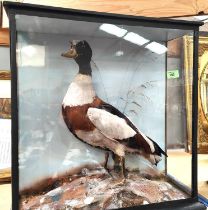 TAXIDERMY: an early 20th century glass cased Sheldduck, height 55x20cm