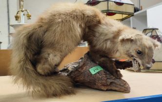 A taxidermy Pine Martin on a branch