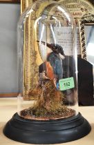 TAXIDERMY: an early 20th century Kingfisher under glass dome, height 29cm