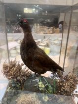 A taxidermy male Red Grouse in glazed case, 53 x 44 x 26cm