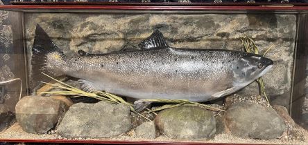 A large taxidermy Salmon 24lb 8oz, caught in November 1988 on the River Tweed, in glas case (one