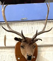 TAXIDERMY: a wall mounted Stag/ Fallow Buck trophy with 6 points, good size on wooden shield