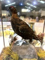 A taxidermy male Red Grouse in glazed case, 53 x 44 x 26cm