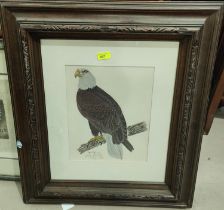 RICHARD G, LOWE, lithograph of an eagle, signed with dedication, 34 x 26 c, framed