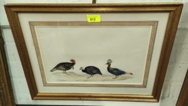 A framed watercolour Turkey Guinea Fowl & crested bird; watercolour: - A framed print "Arms &