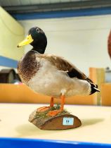 Taxidermy: Mallard Duck on wooden stand