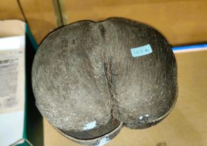 A large 'Coco de Mer'  - double coconut shell, width 32cm x height 26cm