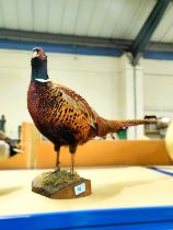 Taxidermy: Pheasant on wooden stand