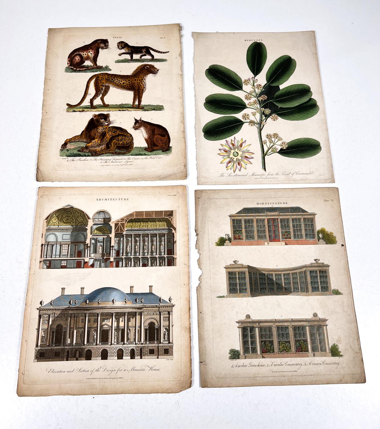 NATURAL HISTORY - 7 19th century hand coloured prints and 2 others - Image 5 of 6