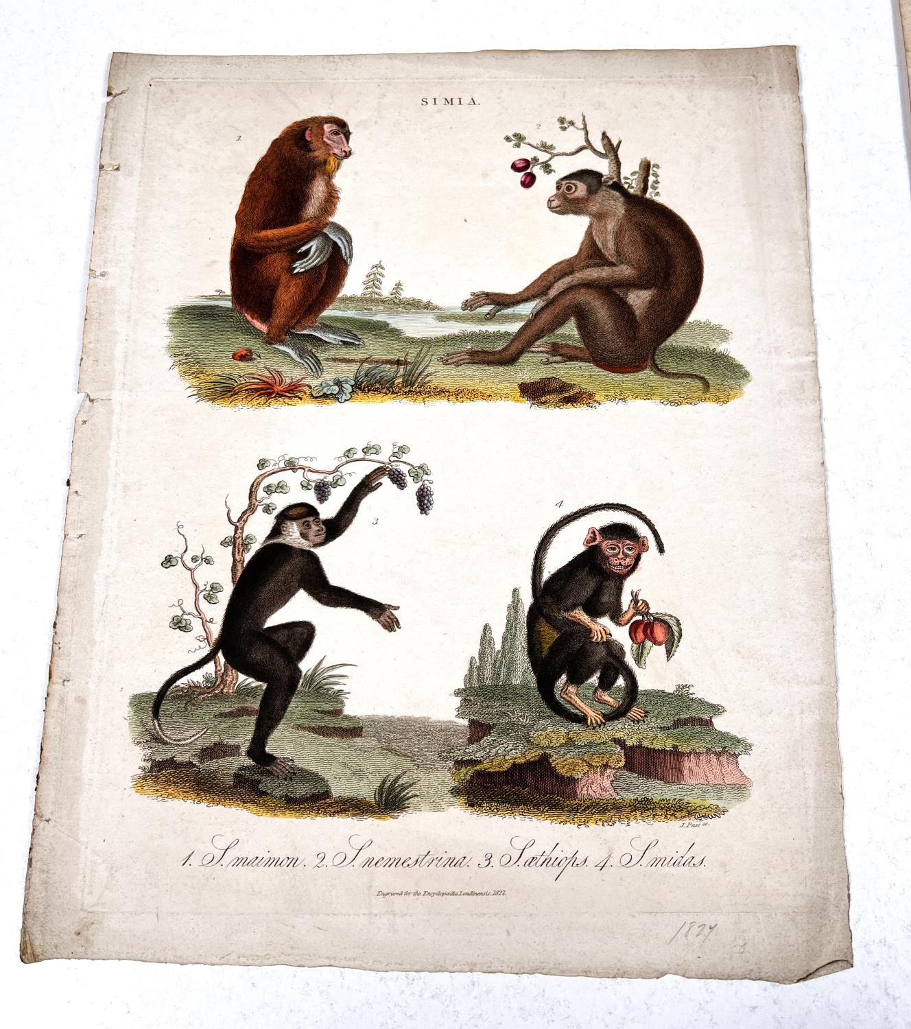 NATURAL HISTORY - 7 19th century hand coloured prints and 2 others - Image 4 of 6