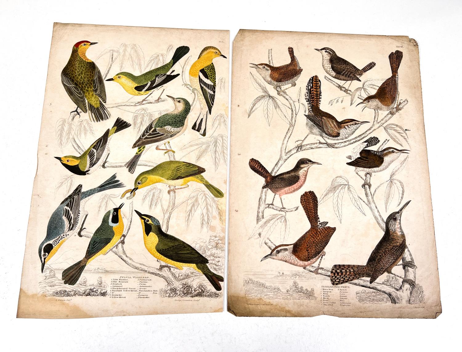 NATURAL HISTORY - 7 19th century hand coloured prints and 2 others - Image 6 of 6