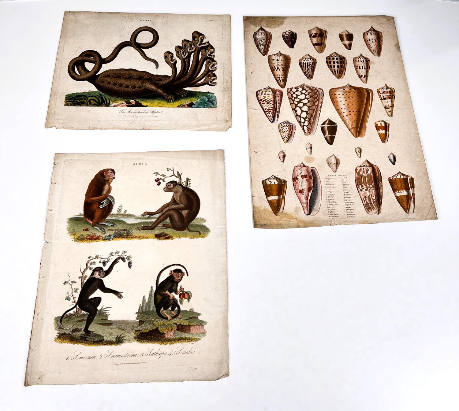 NATURAL HISTORY - 7 19th century hand coloured prints and 2 others
