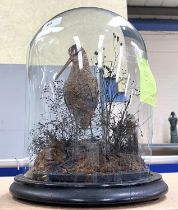 A taxidermy Woodcock under a glass dome (dome a/f)