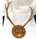 A pair of K point antlers on wall plaque, a vintage toboggan