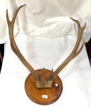 A pair of K point antlers on wall plaque, a vintage toboggan