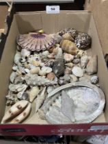 A box of seashells.