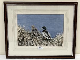 ALAN FARRELL; R.M.S. BRITISH CONTEMPORARY Mallards. Signed. Inscribed verso. Watercolour 10" x 14"