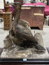 A taxidermy cormorant on a rocky base. The bird 21½" high.