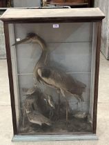 A Victorian cased taxidermy heron with other birds. The case 39" x 27".