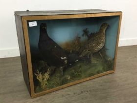 TAXIDERMY MALE AND FEMALE BLACK GROUSE, (LYRUS TETRIX)