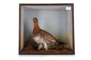 VICTORIAN TAXIDERMY STUDY OF A GROUSE, (LAGOPUS LAGOPUS)