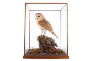 TAXIDERMY BARN OWL, (TYTO ALBA), BY GEORGE C. JAMIESON CIRCA 1996