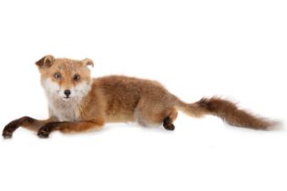 TAXIDERMY RED FOX, (VULPES VULPES)