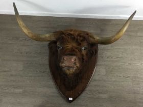 IMPRESSIVE TAXIDERMY HIGHLAND BULL HEAD, (BOS TAURUS)