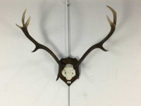 SET OF DEER ANTLERS, BY CAIRNGORM TAXIDERMY