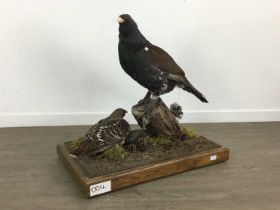 GOOD WESTERN CAPERCAILLIE MALE AND FEMALE TAXIDERMY GROUP, (TETRAO UROGALLUS), BY GEORGE C. JAMIESON