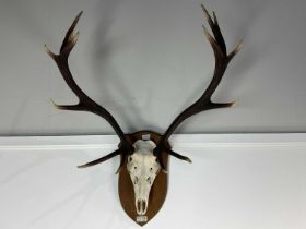 SET OF STAG ANTLERS, 20TH CENTURY