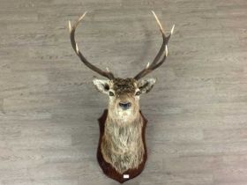 TAXIDERMY STAG'S HEAD, (SCOTTISH RED DEER, CERVUS ELAPHUS SCOTICUS)