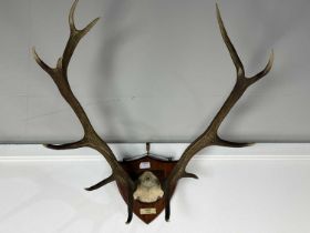 SET OF STAG ANTLERS, 20TH CENTURY