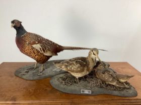 TAXIDERMY PHEASANT AND SNIPE GROUP, (PHASIANUS COLCHICUS) AND (GALLINAGO GALLINAGO) LATE 20TH CENTUR