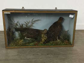 PAIR OF TAXIDERMY RED GROUSE, (LAGOPUS LAGOPUS SCOTICA)