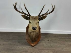 TAXIDERMY STAG’S HEAD, (CERVUS ELAPHUS SCOTICUS), (SCOTTISH RED DEER)