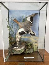 TAXIDERMY MALLARD AND GOLDENEYE GROUP, (WIDGEON MARECA) AND (BUCEPHALA CLANGULA), 20TH CENTURY