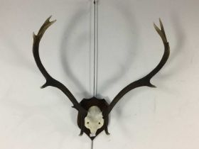 SET OF DEER ANTLERS, BY CAIRNGORM TAXIDERMY