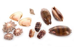 CONCHOLOGY, SMALL COLLECTION OF SHELLS