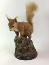 TAXIDERMY RED SQUIRREL, (SCIURUS VULGARIS)