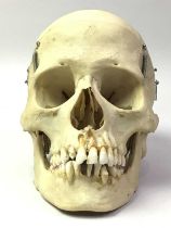 MEDICAL SCHOOL INSTRUCTIONAL COMPLETE HUMAN HALF SKELETON, SECOND HALF 20TH CENTURY