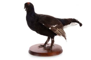 TAXIDERMY BLACK GROUSE, (LYRURUS TETRIX)