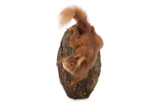 TAXIDERMY RED SQUIRREL, (SCIURUS VULGARIS)