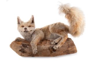 TAXIDERMY TIBETAN FOX, (VULPES FERILLATA)