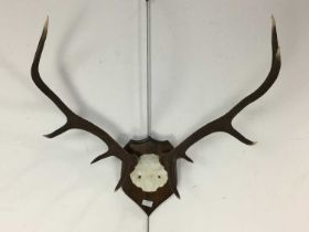 SET OF DEER ANTLERS, BY CAIRNGORM TAXIDERMY