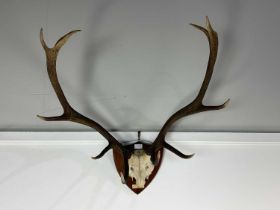 SET OF STAG ANTLERS, 20TH CENTURY