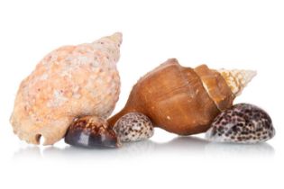 CONCHOLOGY, COLLECTION OF SHELLS,