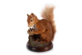 TAXIDERMY RED SQUIRREL, (SCIURUS VULGARIS)