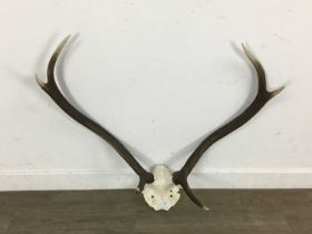 TWO SET OF DEER ANTLERS, 20TH CENTURY